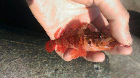 真っ昼間の伊東港の新井堤防で穴釣り。