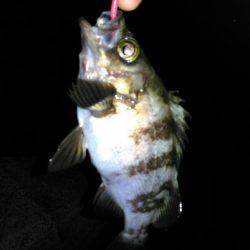 樽井メバリング　メバル１匹…