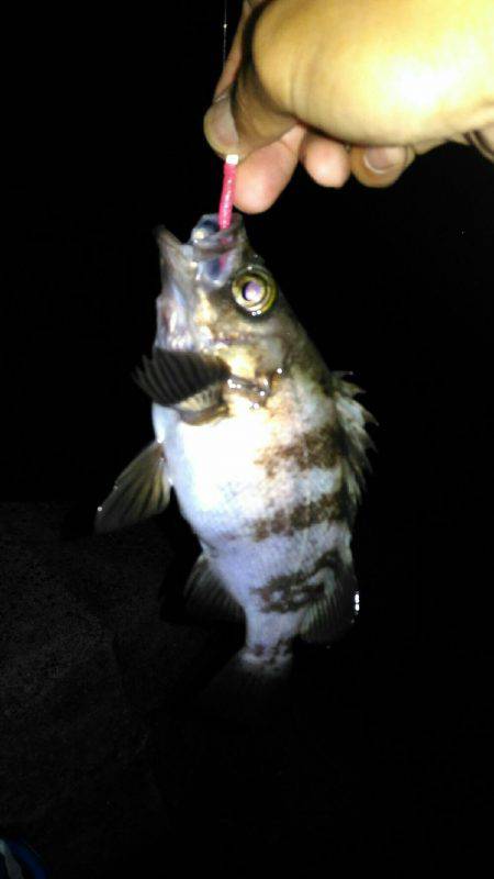 樽井メバリング　メバル１匹…