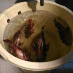 今季最後のロックフィッシュショート便