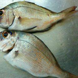 投げ釣り&穴釣り٩(•ᴗ• ٩)