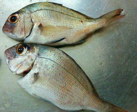 投げ釣り&穴釣り٩(•ᴗ• ٩)