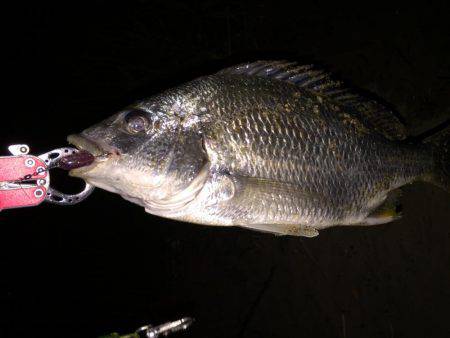 キビレ調査　ＮＯ，１６