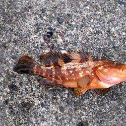 あんまり釣れてない感じでした