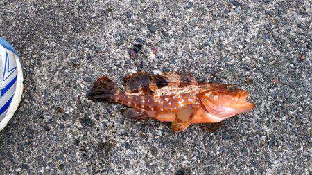 あんまり釣れてない感じでした