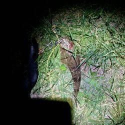 お魚のブルブル感