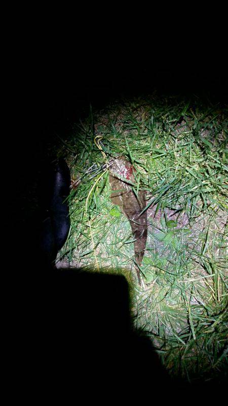 お魚のブルブル感