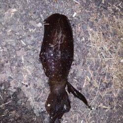 夢のキロUP捕獲作戦‼