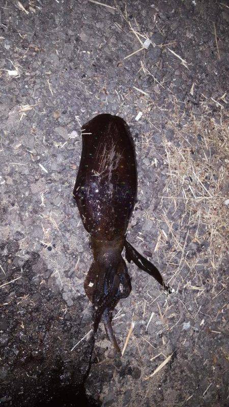 夢のキロUP捕獲作戦‼