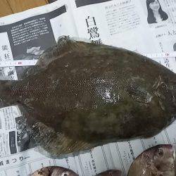 時季外れの、座布団カレイ