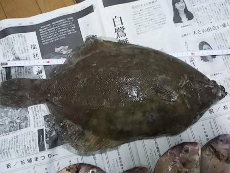 時季外れの、座布団カレイ