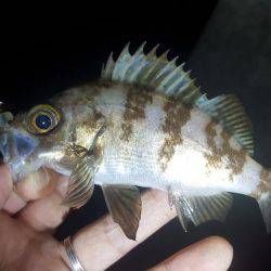 ライトワインドでメバル