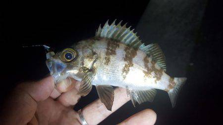 ライトワインドでメバル