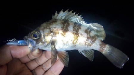 ライトワインド