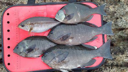 フカセ釣りでグレ・イサキ