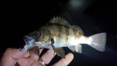 メバリング～！！