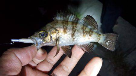 連続釣行メバリング