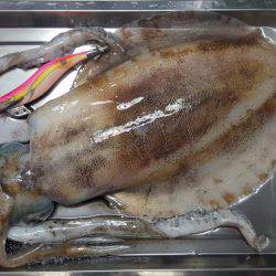 マイボートエギング