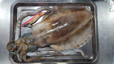 マイボートエギング