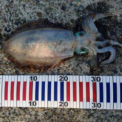 見えイカは、なかなか釣れない。