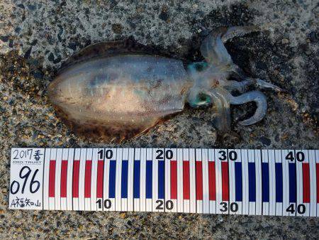 見えイカは、なかなか釣れない。