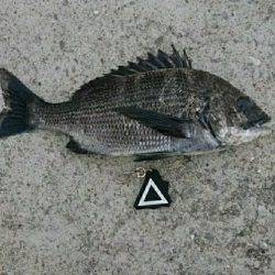 デイ&ナイトでチヌ