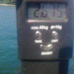 岬町で春アオリ2.67kg