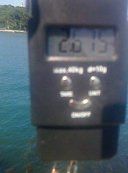 岬町で春アオリ2.67kg