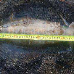 やっとやっとの春煽