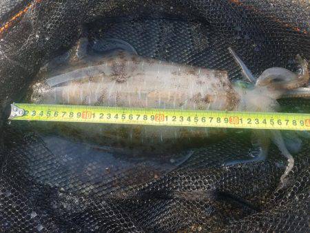 やっとやっとの春煽