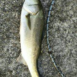 朝から高活性！