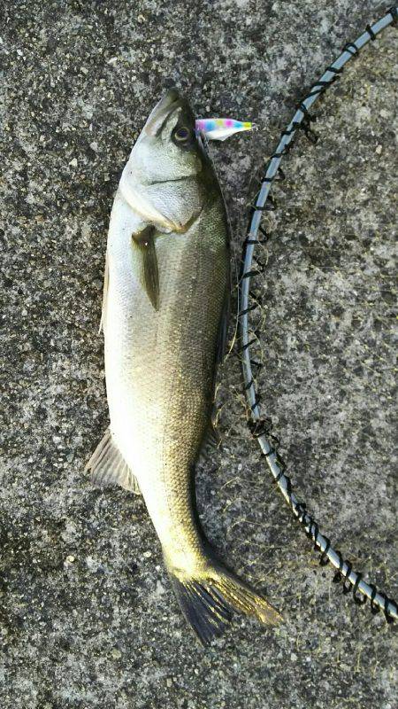 朝から高活性！