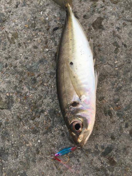 離島完徹アジング