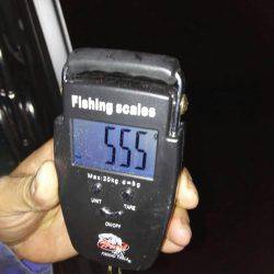 石津浜エギングの釣果