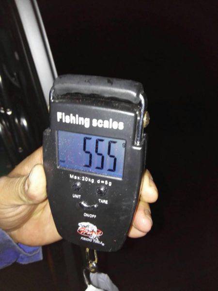 石津浜エギングの釣果