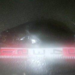 焼津新港　またまたアオリイカやヒラメが釣れちゃいました！