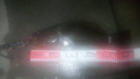 焼津新港　またまたアオリイカやヒラメが釣れちゃいました！