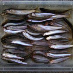 志賀浜で小鮎釣り