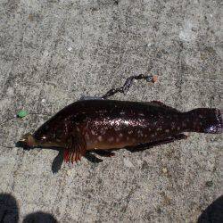 またまたアイナメ