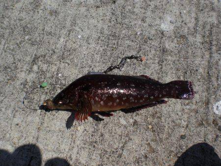 またまたアイナメ