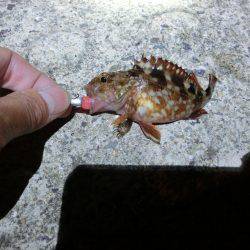 メバルはそろそろ終わりか？