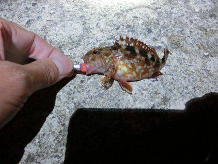 メバルはそろそろ終わりか？