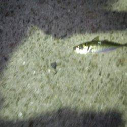 エギング+サビキ釣り