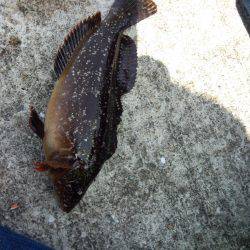 アイナメも釣れる