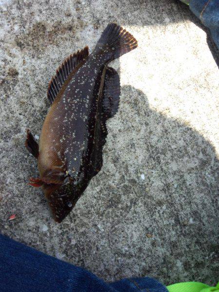 アイナメも釣れる