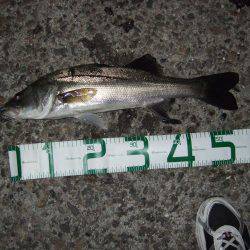 渋いながらもまずまず