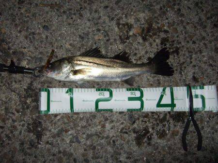 バースデープレゼント