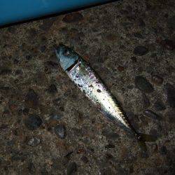 アジ狙いのはずが・・・