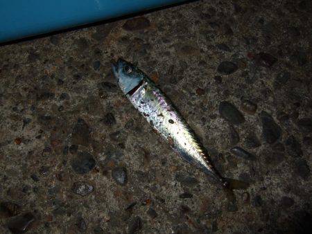 アジ狙いのはずが・・・