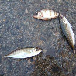 久しぶりに香住にアジ釣り。